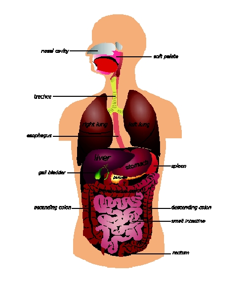 Levern, gallblåsan och bukspottskörteln