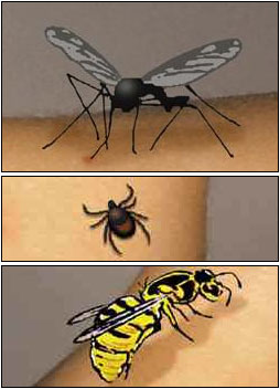 Myggor och andra insekter