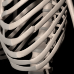 Brutet revben (revbensbrott)