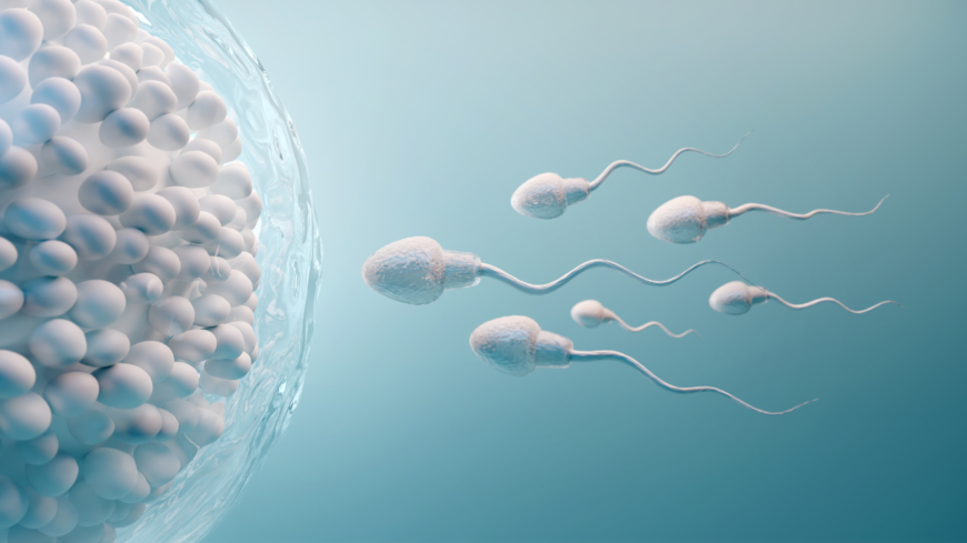 Äggets val av spermier stämmer inte alltid överens med kvinnans val av man. Foto: Shutterstock