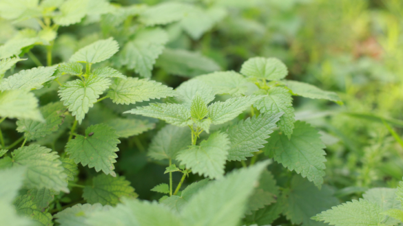 Bränd av brännässla: symtom, orsaker & lindring