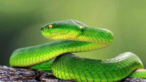 Ormbett i Sverige och utomlands: symtom & behandling