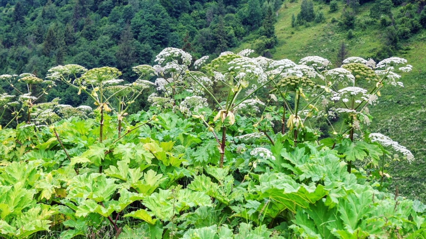 Björnloka och jätteloka har ett karaktäristiskt utseende som är ganska lätt att känna igen. Foto: Shutterstock