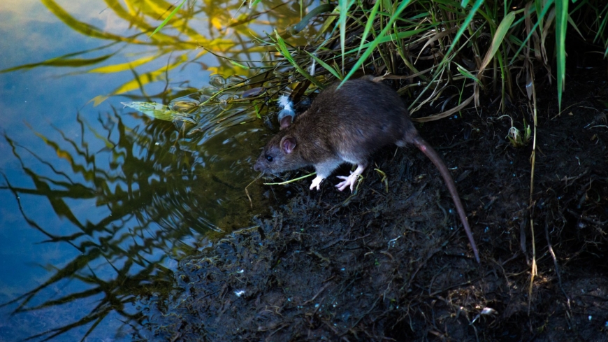 Leptospiros sprids ofta till människor när råttor förorenar vatten. Foto: Shutterstock