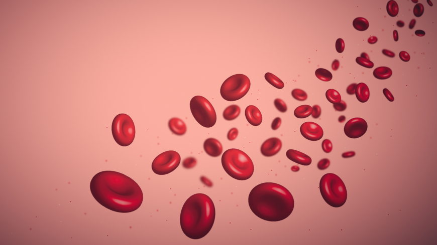Vid thalassemi är genen för hemoglobin muterad och de röda blodkropparna är färre och mindre än normalt. Foto: Shutterstock