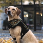 Assistanshundar – en oersättlig hjälp för personer med funktionsnedsättning