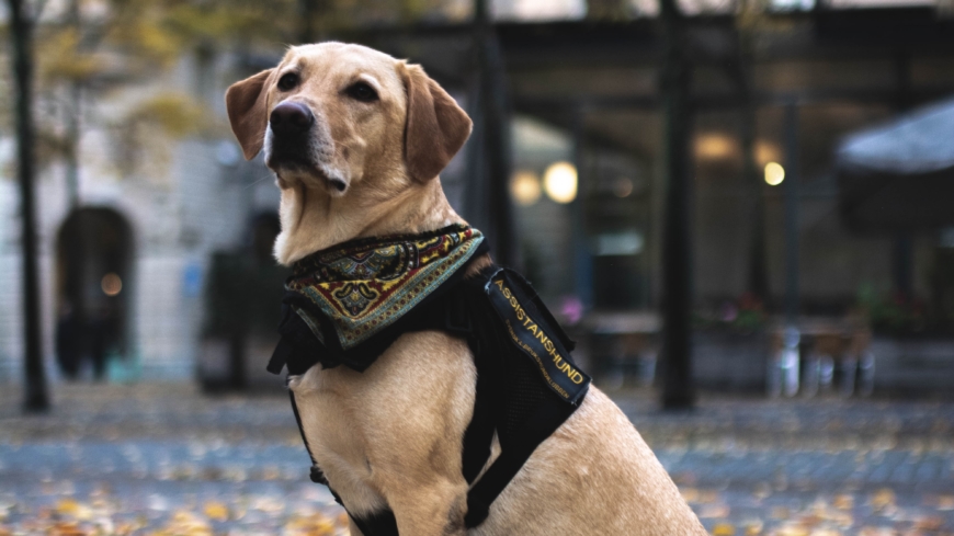 Assistanshundar är en fantastisk resurs för personer med funktionsnedsättning. Assistanshunden Atlas är servicehund och hjälper sin förare att kunna röra sig. Foto: privat