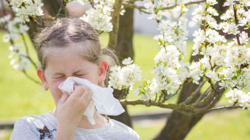 Allergivaccination mot trädpollen i tablettform, finns nu även för barn från 5 års ålder. Foto: Getty Images