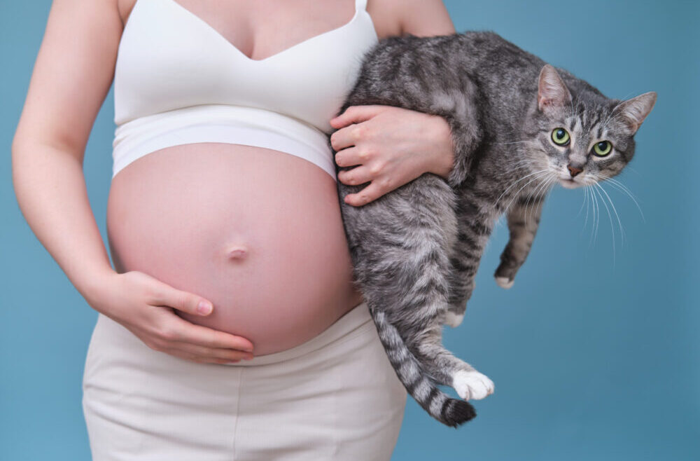Toxoplasmainfektion (toxoplasmos): orsak, symtom & behandling