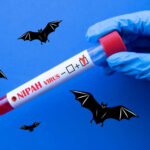 Nipahvirus – symtom, smitta och risk för resenärer