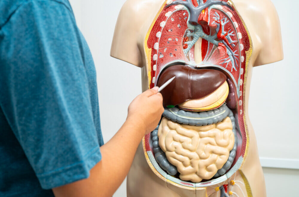 Från topp till tå: Levern