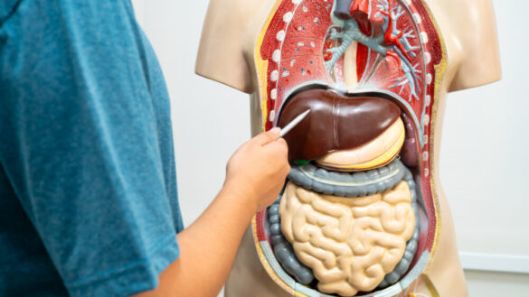 Från topp till tå: Levern