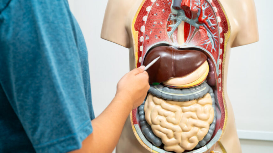 Levern är kroppens största inre organ och sitter i övre högra delen av buken, skyddad av revbenen. Foto: Getty Images