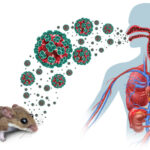 Hantavirus – symtom, smittvägar och behandling