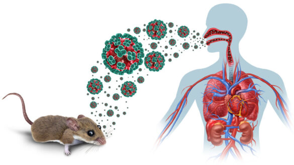 Hantavirus – symtom, smittvägar och behandling