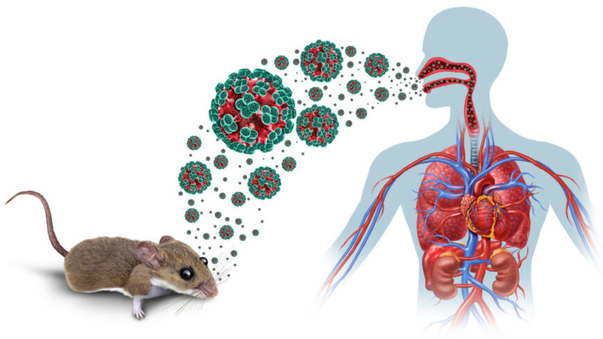 Hantavirus – symtom, smittvägar och behandling