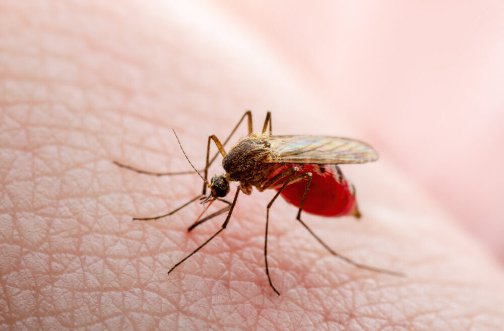 Visceral leishmaniasis – orsak, symtom & behandling