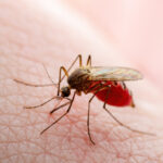 Visceral leishmaniasis – orsak, symtom & behandling