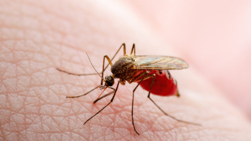 Visceral leishmaniasis sprids genom bett av infekterade sandmyggor, som förekommer i tropiska, subtropiska och vissa medelhavsnära områden. Foto: Getty Images