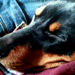 Keligt husdjur gör underverk för patienter och ensamstående