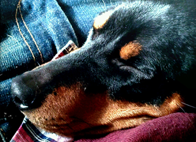 Hund som husdjur ger oss den närhetmed beröring som vi behöver för att”lu... Foto: Shutterstock