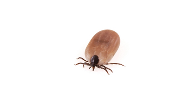  Foto: Shutterstock