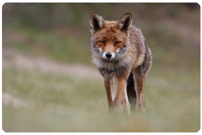 De två olika typerna av dvärgbandmask delas in i hundens och rävens dvärgband... Foto: Shutterstock