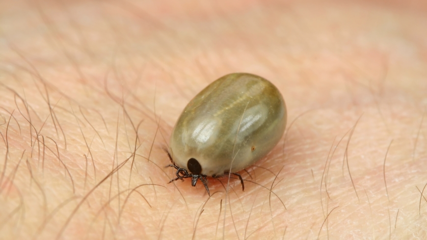 Långt ifrån alla fästingar bär på bakterien som orsakar till exempel borrelia. Foto: Shutterstock