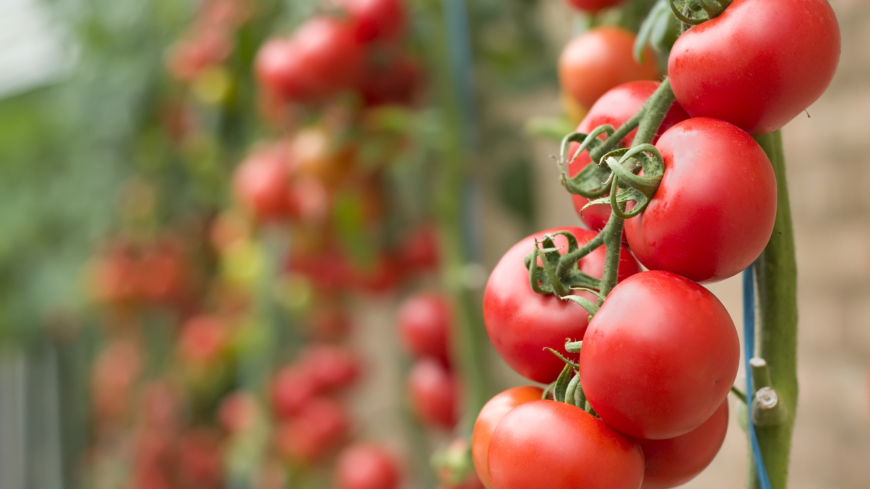 Tomatgener ger lovande resultat mot hjärntumör