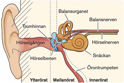 Från topp till tå – örat