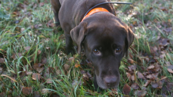 Hilda är Årets Bragdhund – hittar andra hundar