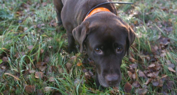 Årets Bragdhund Hilda har hittat inte mindre än tolv bortsprungna hundar. Foto: Shutterstock