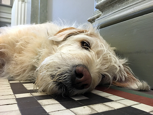 Vi fick en nos mot nos intervju med Arthur, som överlevt det mesta och nu trivs med sitt nya liv i Sverige. Foto: Anders Åker