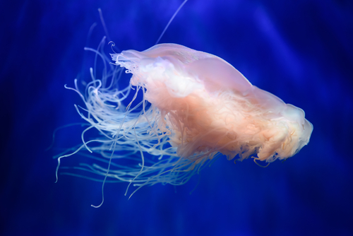 Foto: Shutterstock