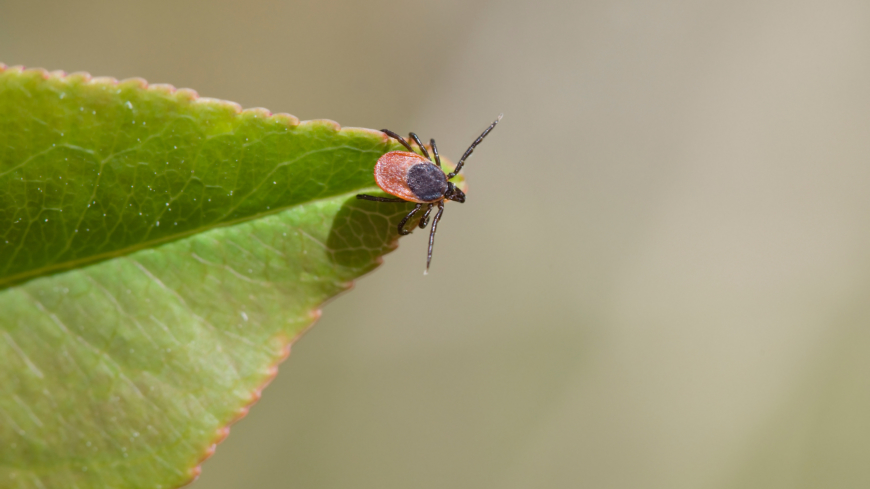 I takt med att vegetationen ökar blir fästingarna mer aktiva. Foto: Shutterstock