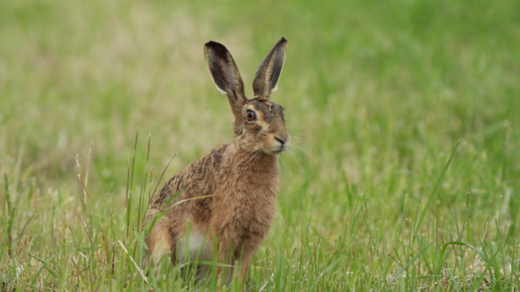 Harpest (tularemi): orsak, symtom & behandling