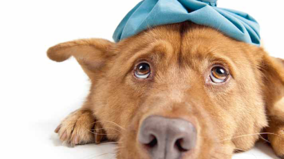 Glykol, gott men livsfarligt!