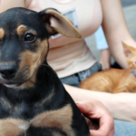 Allergi mot hund: orsak, symtom & behandling