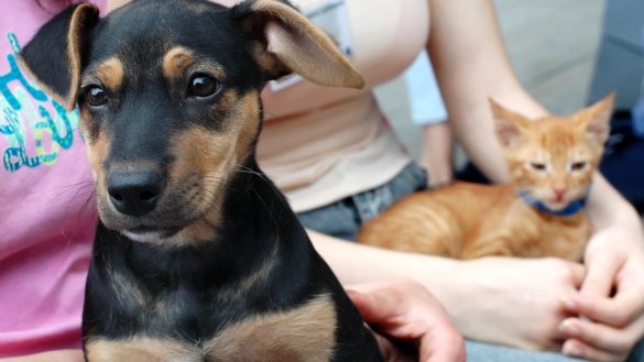 Allergi mot hund: orsak, symtom & behandling