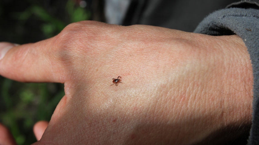 När en fästing biter sig fast och suger blod överförs borreliabakterier till människan förutsatt att fästingen bär på borreliabakterier.  Foto: Shutterstock