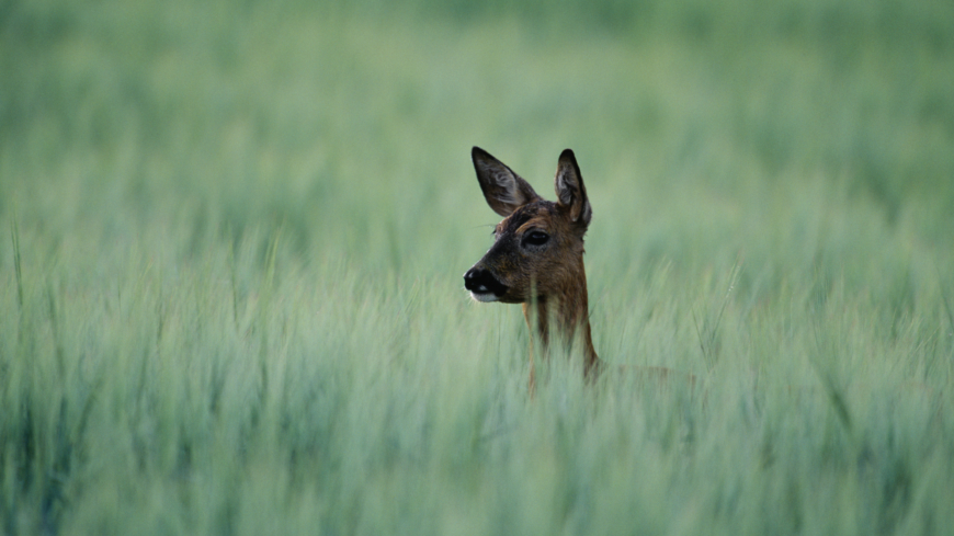 Forskning visar att rådjur, tvärtemot vad man tidigare har trott, inte alls ökar förekomsten av borrelia utan snarare tvärtom. Foto: Shutterstock