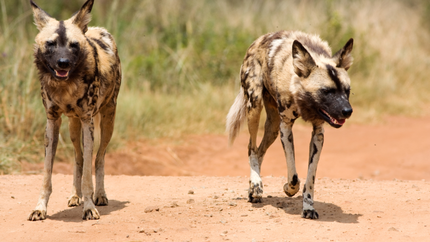 Massvaccinering av hundar är ett effektivt sätt att utrota rabies, men en svårighet med det är att många drabbade hundar är vildhundar. Foto: Shutterstock