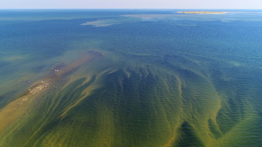 Algblomning förekommer när vattnet är i obalans, framför allt beroende på övergödning.  Foto: Shutterstock