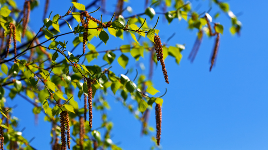 Nivåerna av björkpollen i år tros hamna över medel på Västkusten. Foto: Shutterstock