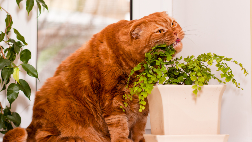 Misstänker du att ditt djur har fått i sig någon av de farliga växterna kontakta veterinär direkt. Foto: Shutterstock
