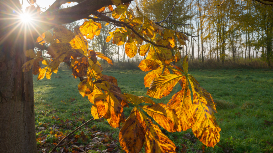 Eftersom 80-85% av vårt D-vitamin kommer från solen är det viktigt att fundera över hur vi får i oss D-vitamin under höst och vinter. Foto: Shutterstock