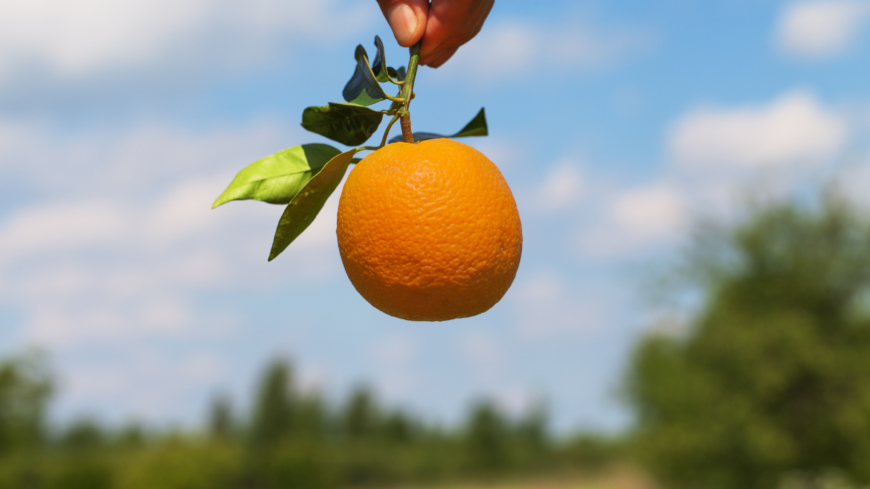 Apelsinen är känt för sitt C-vitamin men innehåller bortåt 200 andra ämnen. Foto: Shutterstock