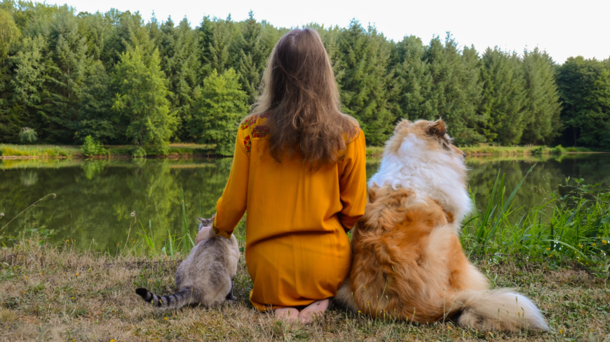 Många djurägare saknar kunskap om hur man säkert tar bort fästingar. Foto: Shutterstock