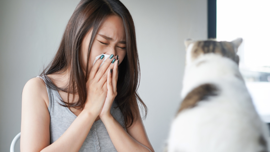 Allergenerna finns framför allt i kattens saliv, urin och talgkörtlar. Foto: Shutterstock