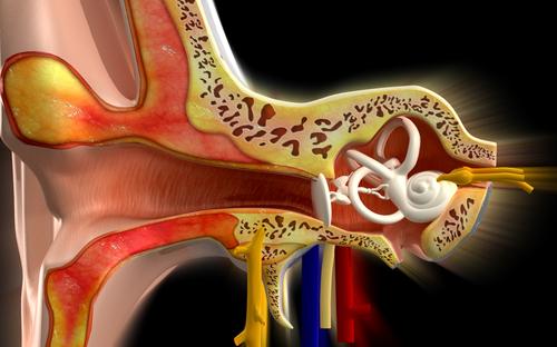 Menières sjukdom är en åkomma i innerörat som leder till bland annat hörselnedsättningar. Foto: Shutterstock